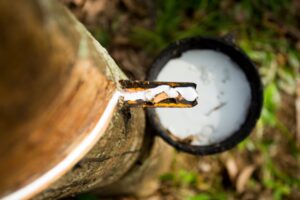 Vers un report du Règlement européen sur la déforestation