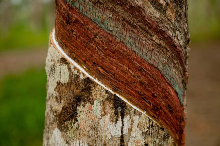 L'Union européenne décale et simplifie le futur règlement sur la déforestation